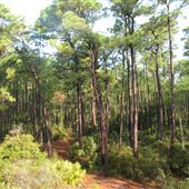 Dauphin Island Bird Sanctuary- Jungle