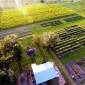 Hillcrest Farms - Draft