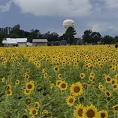 Sirmon Farms LLC - Draft