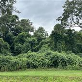 Kudzu