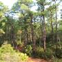 Dauphin Island Bird Sanctuary- Jungle