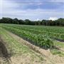 Sessions Farm - Draft