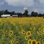 Sirmon Farms LLC - Draft