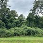 Kudzu
