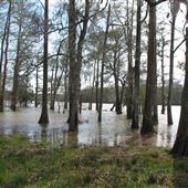 Live Oak Landing