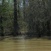 Middle River-Mobile-Tensaw Delta
