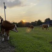 Cooks Farm - Draft
