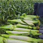 Krupinski Farms - Draft