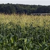 Ole House Farm - Draft