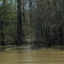 Middle River-Mobile-Tensaw Delta
