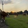 Cooks Farm - Draft