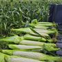 Krupinski Farms - Draft