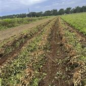 Fidler Farms - Draft