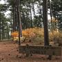 Longleaf Forest Mobile Botanical Gardens