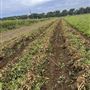 Fidler Farms - Draft