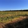 Baldwin County Rd 32 - Grass Plains