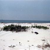 Dauphin Island - Sand Island Beach