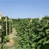 Steart Organic Farms - Draft