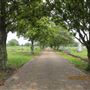 Magnolia Cemetery