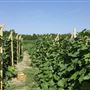 Steart Organic Farms - Draft