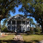 Royal Oaks