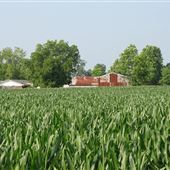 Biggs Cornfield