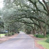 Magnolia Springs - Oak Canopy Street - Homes
