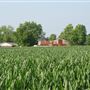 Biggs Cornfield