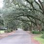 Magnolia Springs - Oak Canopy Street - Homes