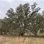 Gulf State Park Wilderness Reserve