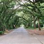 Magnolia Springs - Oak Street