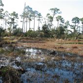 Dauphin Island Bird Sanctuary Swamp