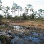 Dauphin Island Bird Sanctuary Swamp