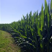 Mckenzie Farms LLC - Draft