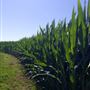 Mckenzie Farms LLC - Draft